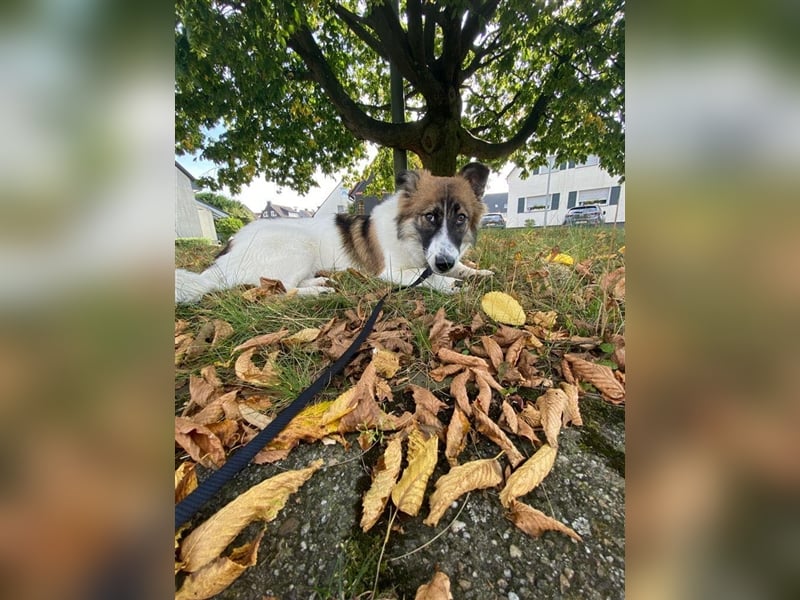 Leia wartet in Herne