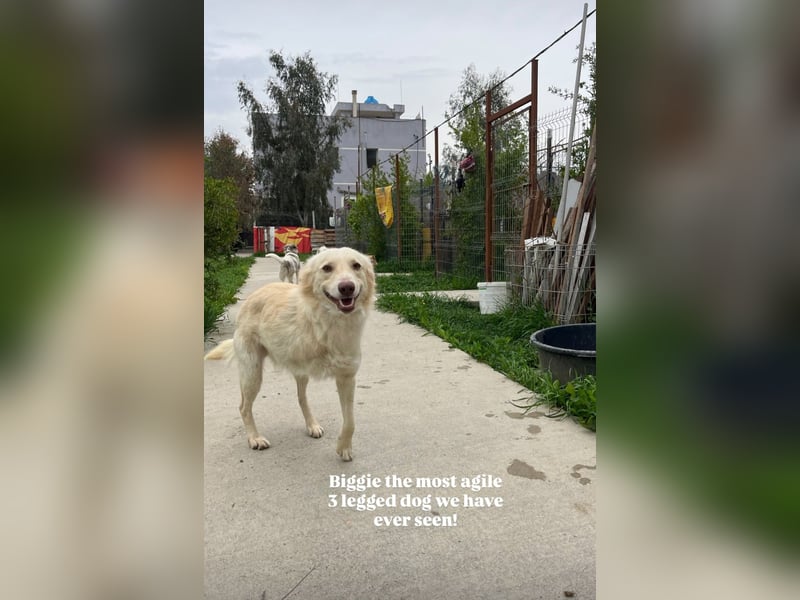 Biggi (2) unser dreibeiniger Sonnenschein