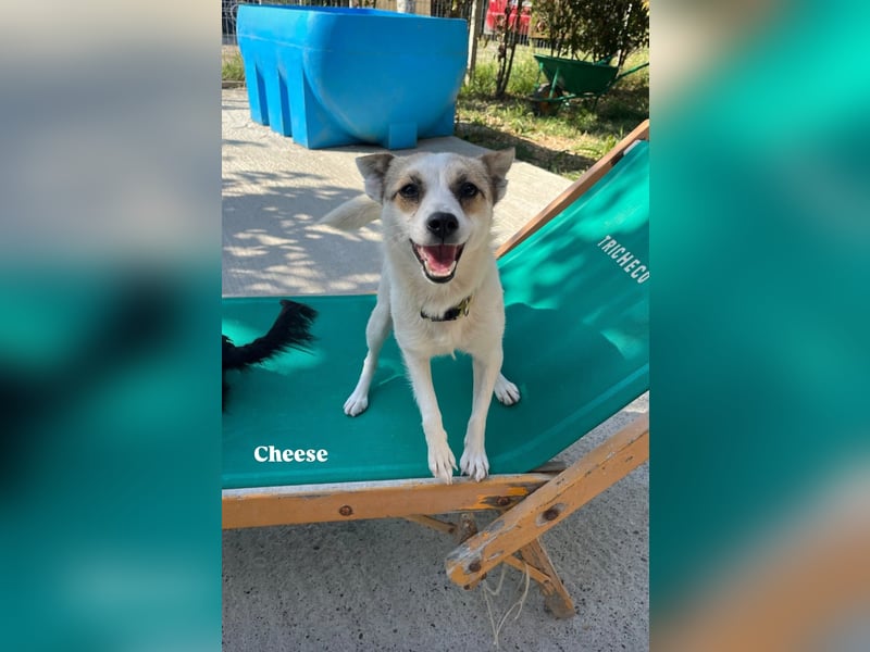 Lizzy (1) sucht ein liebevolles Zuhause