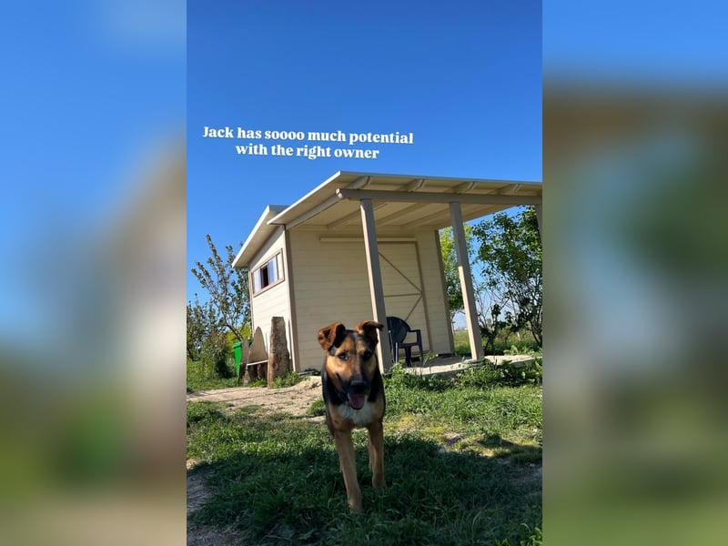 Jack (5) sucht immer noch ein Zuhause