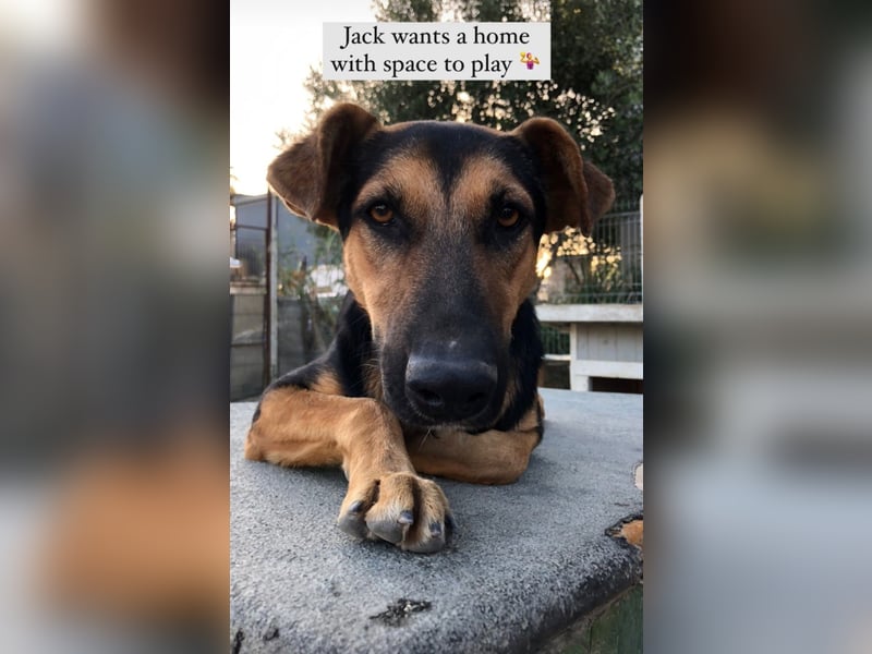 Jack (5) sucht immer noch ein Zuhause