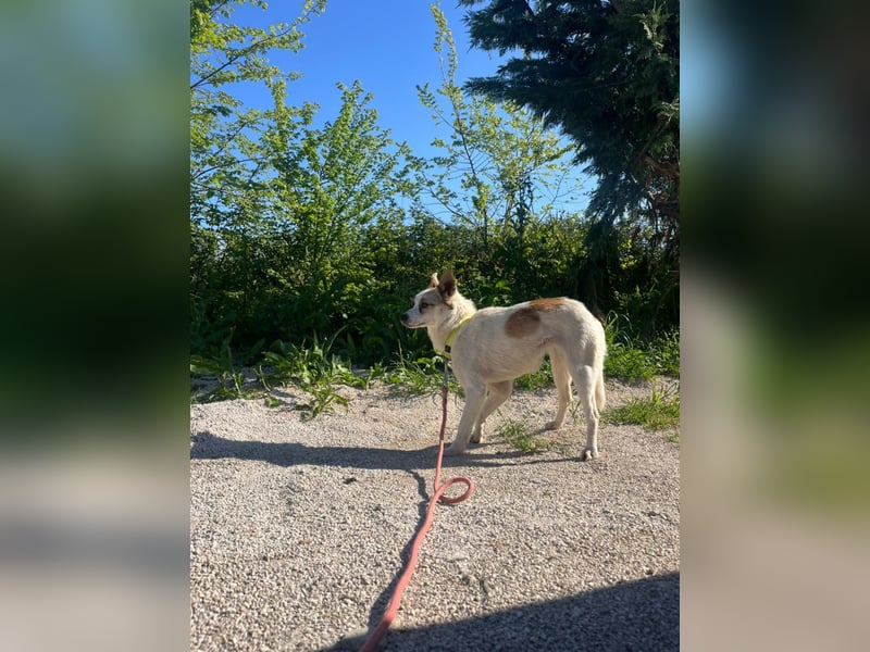 Lizzy (1) sucht ein liebevolles Zuhause