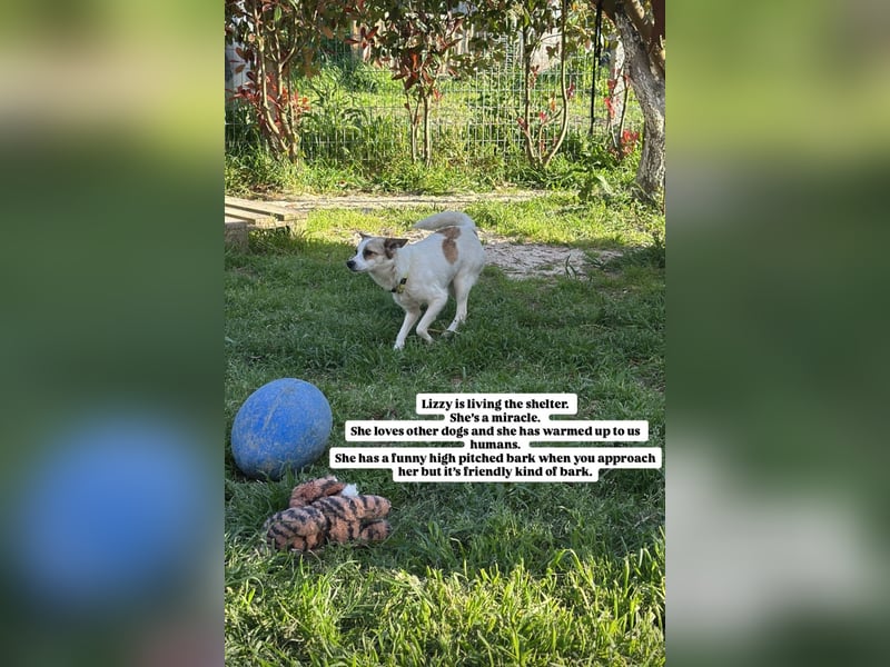 Lizzy (1) sucht ein liebevolles Zuhause