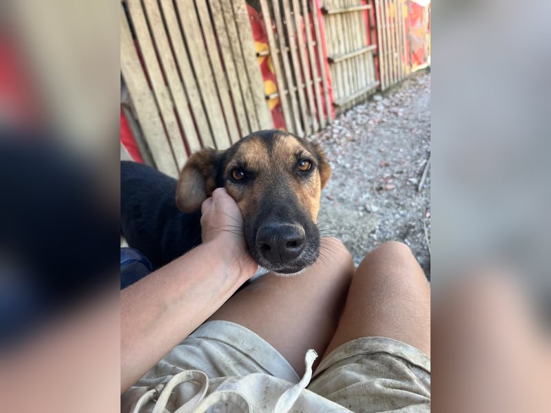 Jack (5) sucht immer noch ein Zuhause