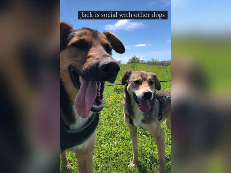 Jack (5) sucht immer noch ein Zuhause