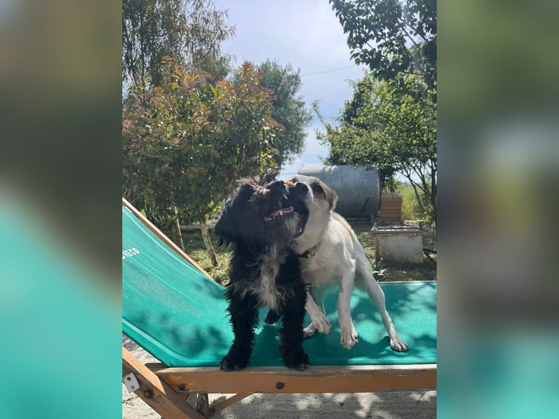 Lizzy (1) sucht ein liebevolles Zuhause