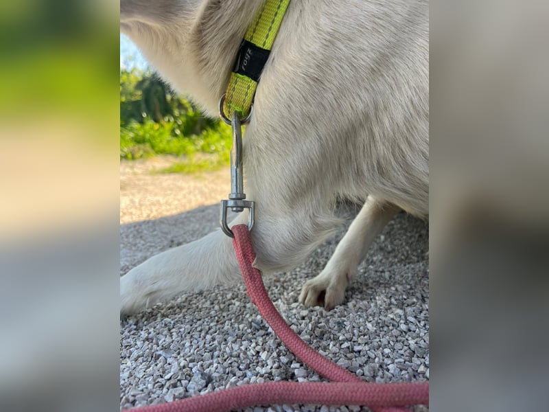 Lizzy (1) sucht ein liebevolles Zuhause