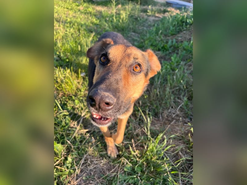 Jack (5) sucht immer noch ein Zuhause