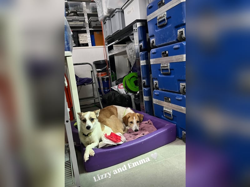 Lizzy (1) sucht ein liebevolles Zuhause