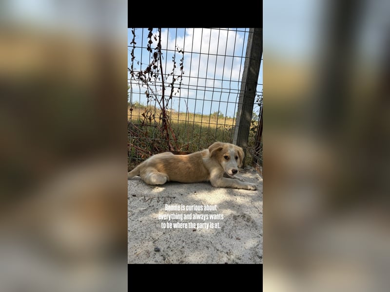Bonnie (4 Monate) such eine Zuhause