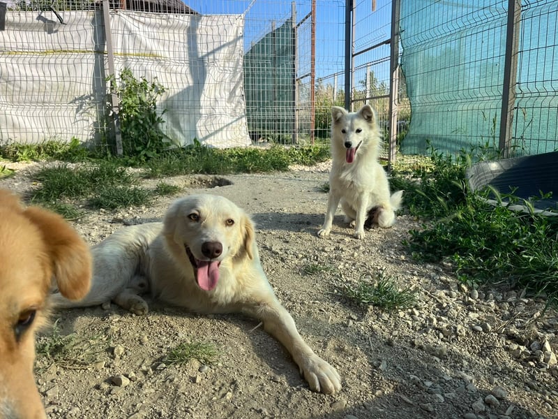 Biggi (2) unser dreibeiniger Sonnenschein
