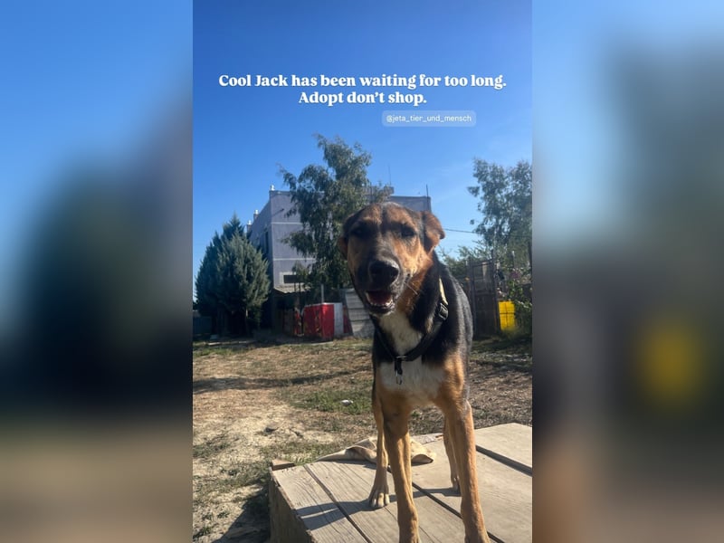 Jack (5) sucht immer noch ein Zuhause