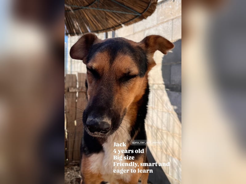 Jack (5) sucht immer noch ein Zuhause