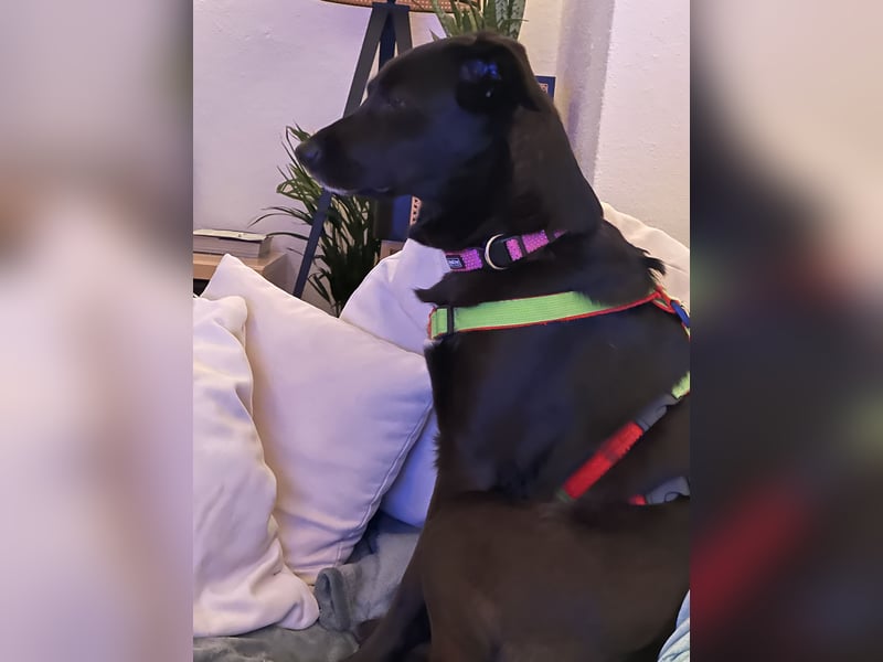 Kylie(*03.2021) auf Pflegestelle in 80807 München