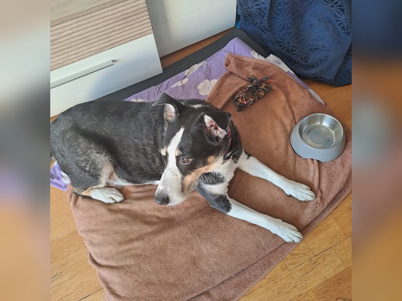 Notfall. Dringend Hilfe für Ringo und Meggie gesucht