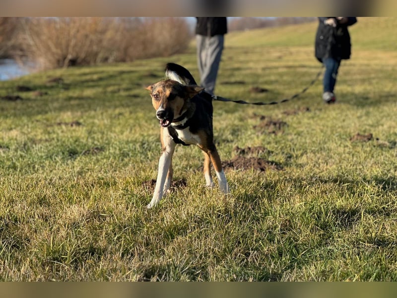 Wundervolle Rixa möchte endlich ankommen (77866 Rheinau)