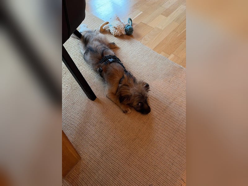 Caddie - Glück auf 4 Pfoten (66125 Saarbrücken)