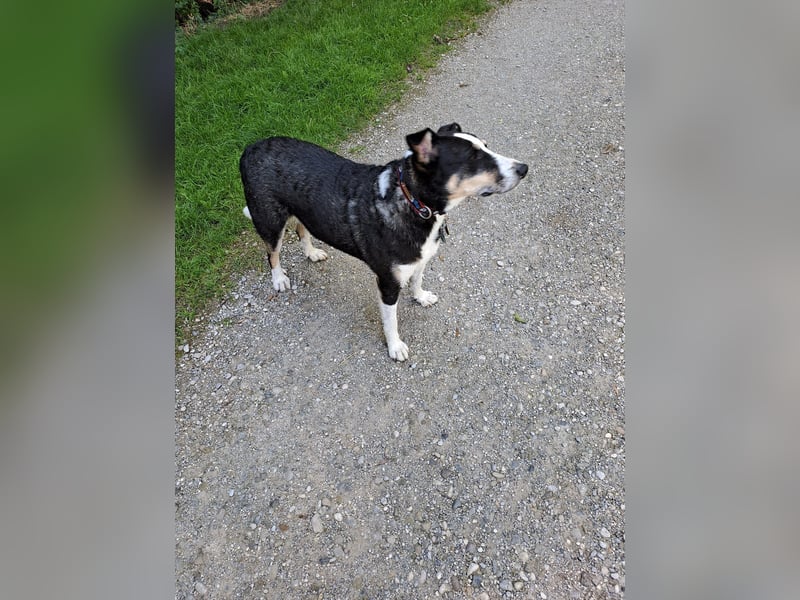 Notfall. Dringend Hilfe für Ringo und Meggie gesucht