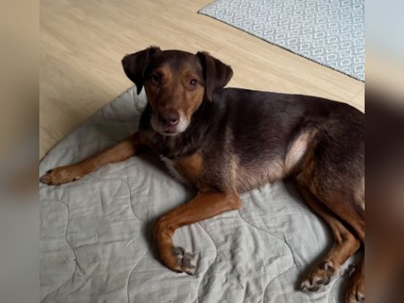 BALU - aufgeweckter, kontaktfreudiger Rüde sucht seine Menschen