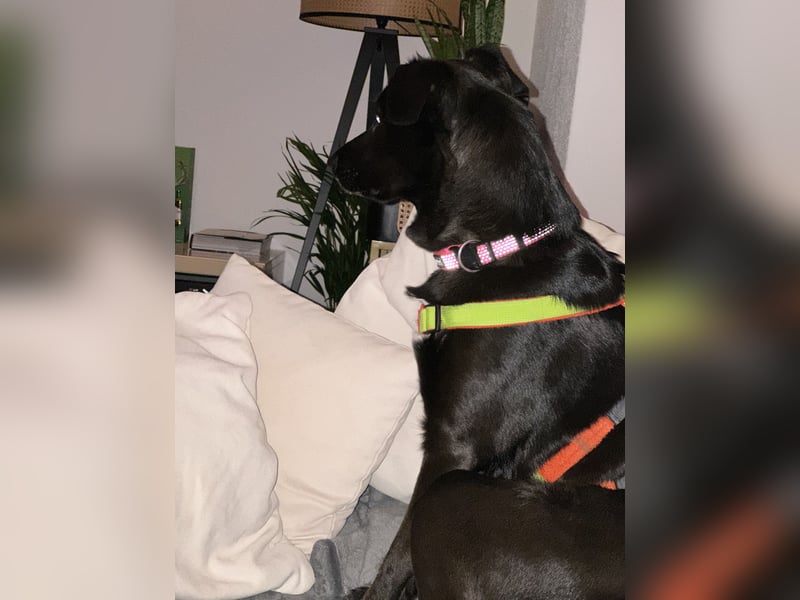 Kylie(*03.2021) auf Pflegestelle in 80807 München