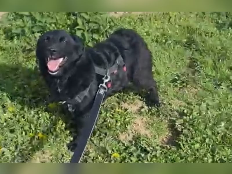 Notfall. Dringend Hilfe für Ringo und Meggie gesucht