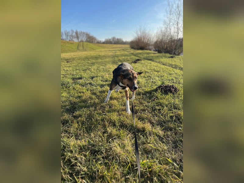 Wundervolle Rixa möchte endlich ankommen (77866 Rheinau)