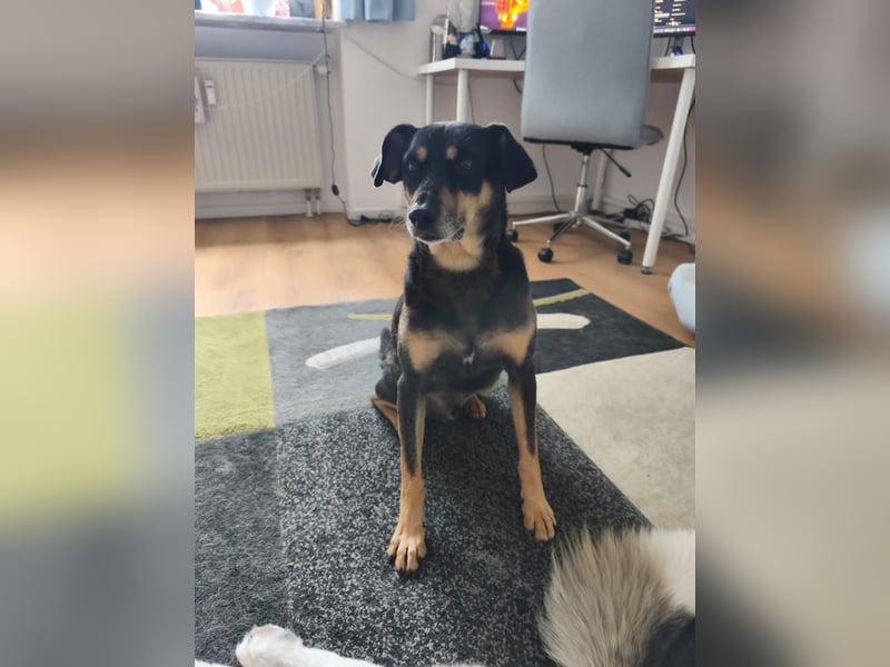 Kleiner Luca wartet in der Nähe von München