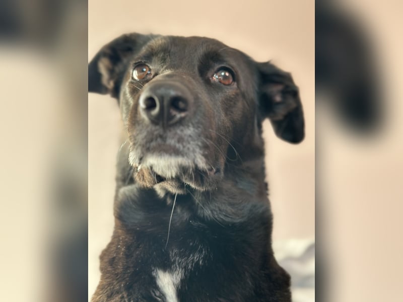 Kylie(*03.2021) auf Pflegestelle in 80807 München