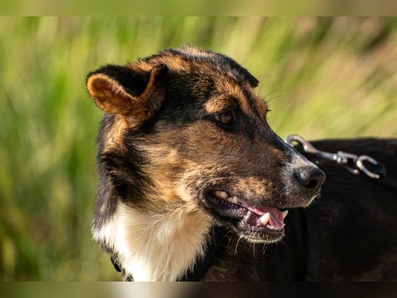 Wundervolle Rixa möchte endlich ankommen (77866 Rheinau)