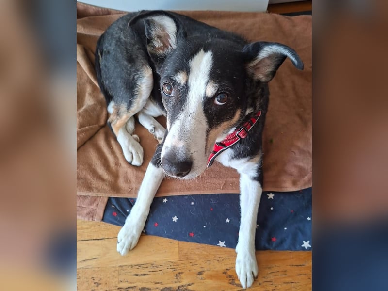 Notfall. Dringend Hilfe für Ringo und Meggie gesucht