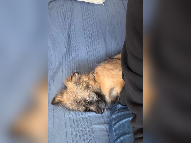 Caddie - Glück auf 4 Pfoten (66125 Saarbrücken)