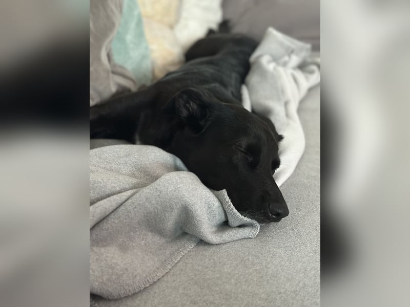 Kylie(*03.2021) auf Pflegestelle in 80807 München