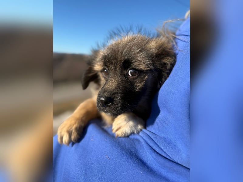 Caddie - Glück auf 4 Pfoten (66125 Saarbrücken)