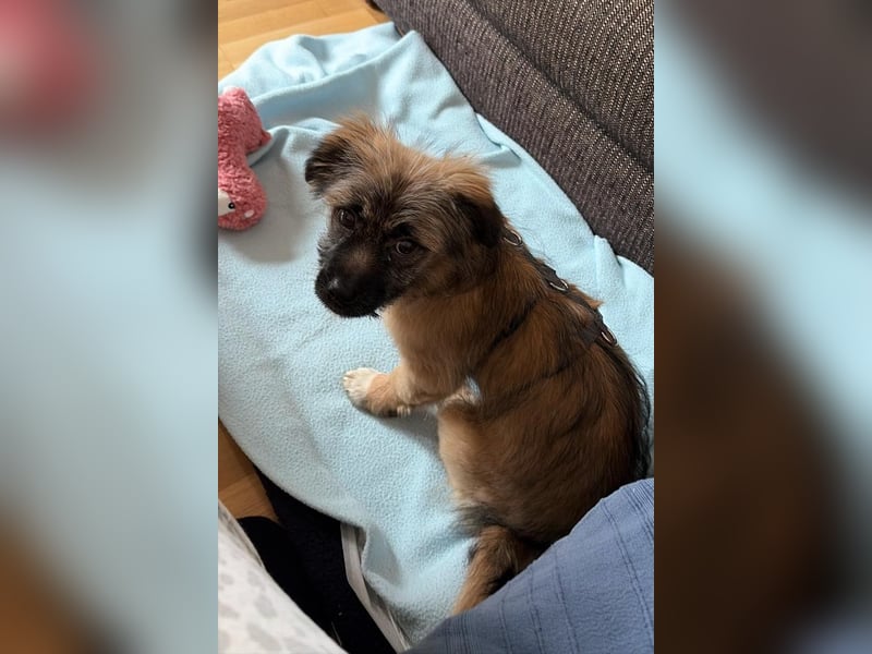 Caddie - Glück auf 4 Pfoten (66125 Saarbrücken)