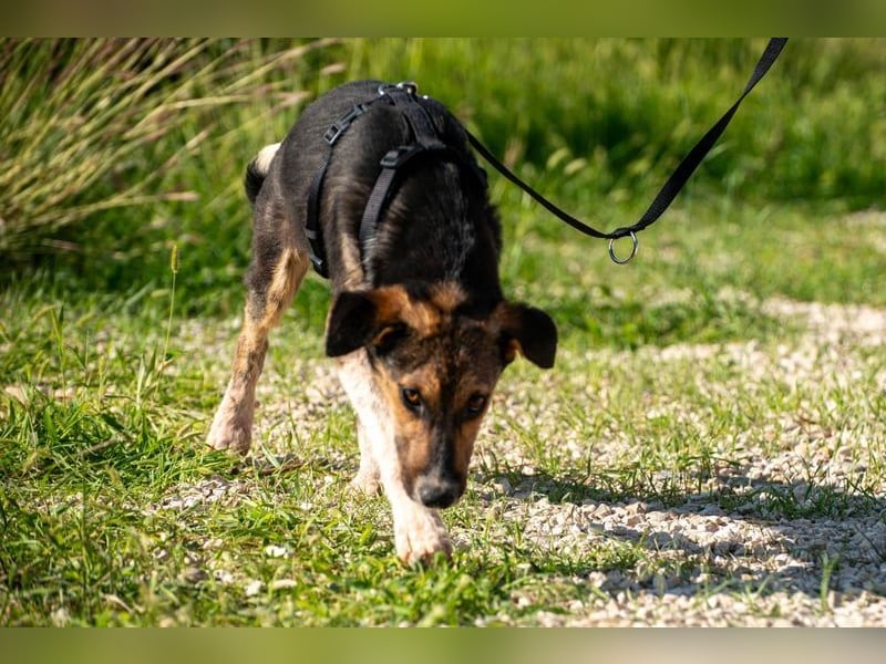 Wundervolle Rixa möchte endlich ankommen (77866 Rheinau)