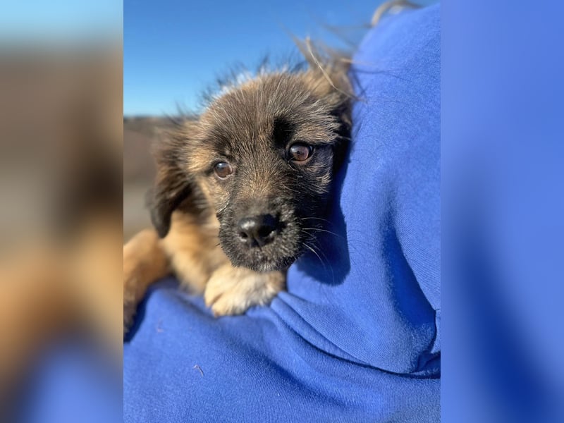 Caddie - Glück auf 4 Pfoten (66125 Saarbrücken)