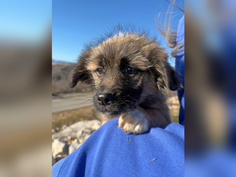 Caddie - Glück auf 4 Pfoten (66125 Saarbrücken)