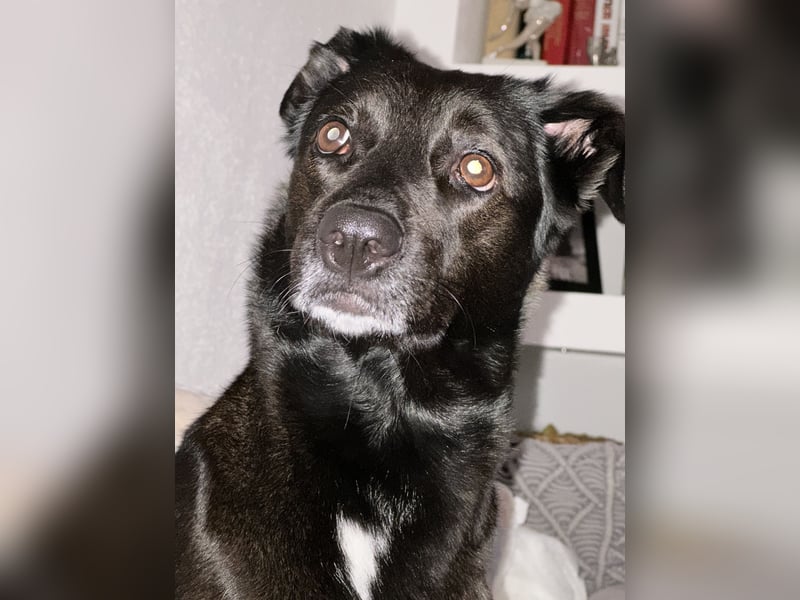 Kylie(*03.2021) auf Pflegestelle in 80807 München