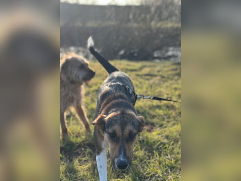 Wundervolle Rixa möchte endlich ankommen (77866 Rheinau)