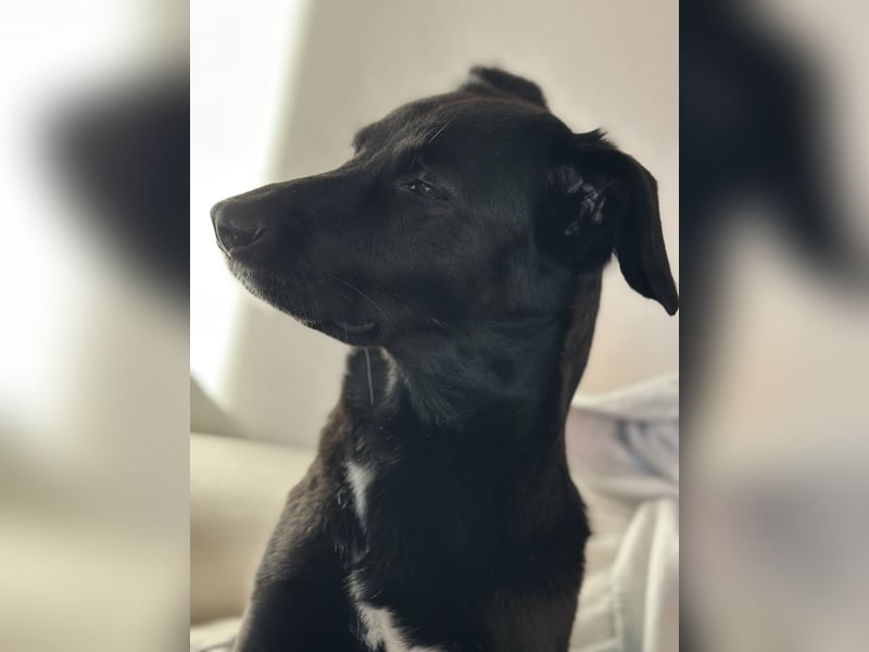 Kylie(*03.2021) auf Pflegestelle in 80807 München