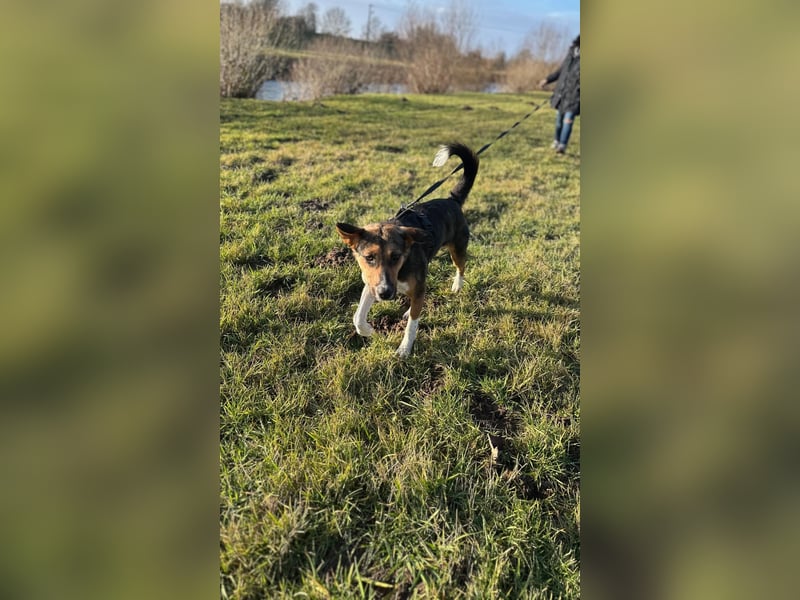 Wundervolle Rixa möchte endlich ankommen (77866 Rheinau)