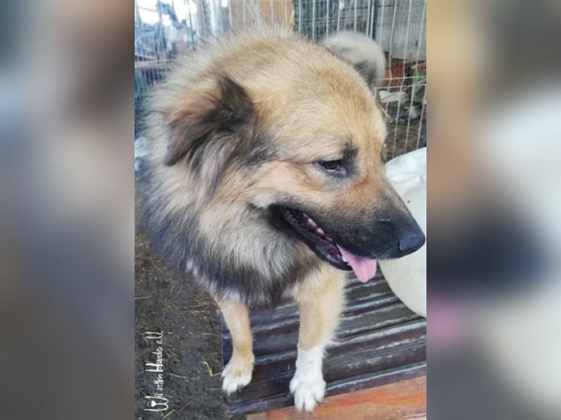 TEDDY - toller Kuschelbär - träumt von einem eigenen, liebevollen und unternehmungslustigen Zuhause!