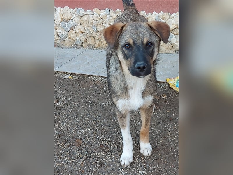 Mogosel - toller Jungspund möchte das richtige Leben kennenlernen
