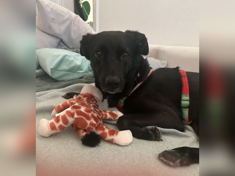 Kylie(*03.2021) auf Pflegestelle in 80807 München