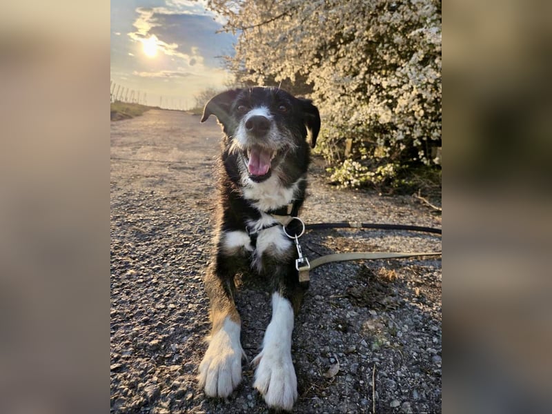 TUCKER (*2021) auf PS in 97080 Würzburg
