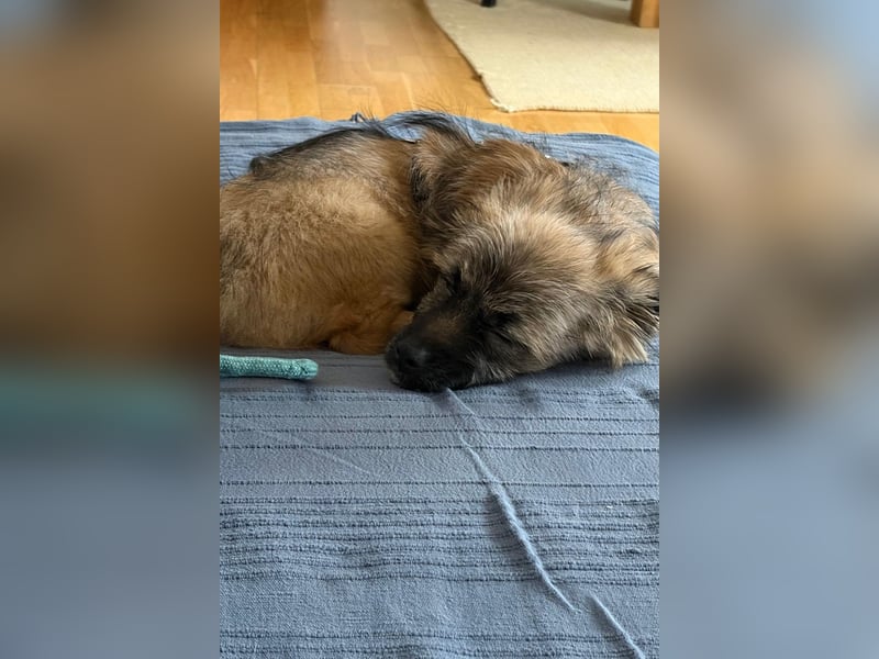 Caddie - Glück auf 4 Pfoten (66125 Saarbrücken)