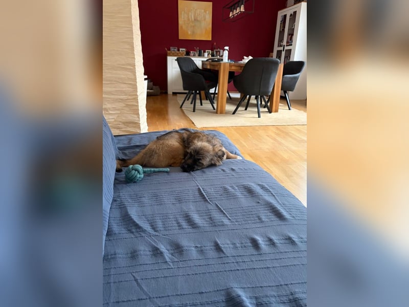 Caddie - Glück auf 4 Pfoten (66125 Saarbrücken)