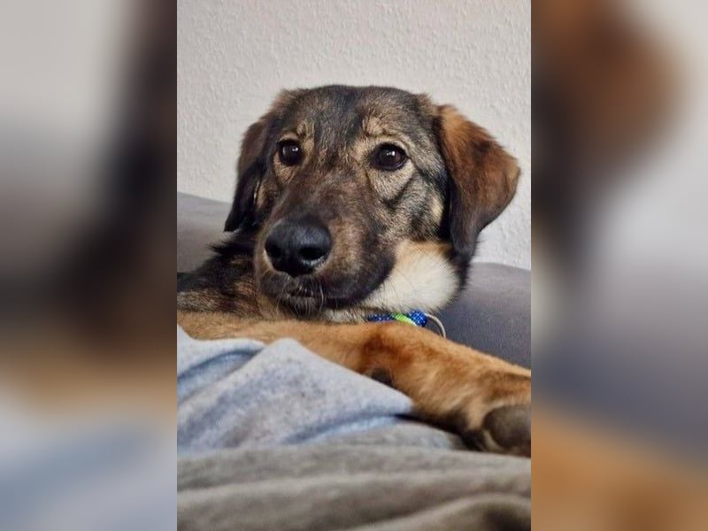 Kassandra – vorsichtige Schönheit sucht ihren Herzensmenschen (41065 Mönchengladbach)