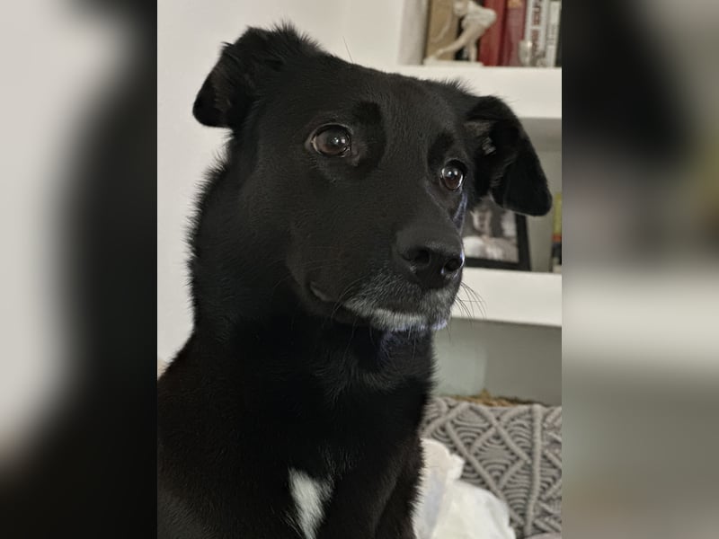 Kylie(*03.2021) auf Pflegestelle in 80807 München