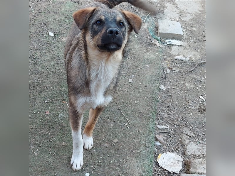 Mogosel - toller Jungspund möchte das richtige Leben kennenlernen